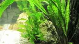 aquarium-von-cammarus-tanganjika-minibecken_Cryptocoryne balansae