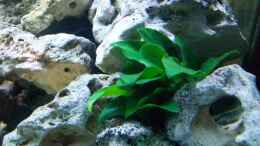 aquarium-von-limbo-becken-16502_Anubias barteri nana