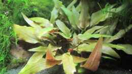 aquarium-von-opodeldok-meine-erstes-garnelenbecken-wurde-aufgeloest_Cryptocoryne becketti 07.01.2011