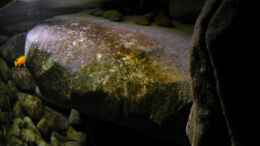 aquarium-von-laey-dark-dream_12.03.11