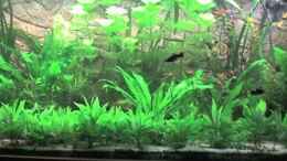 aquarium-von-kleines-becken-goerlitzer-wasser_