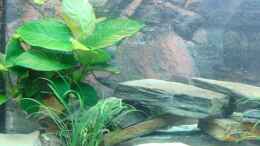 aquarium-von-malawi74-juwel-vision-260_Anubia-Mutterpflanze