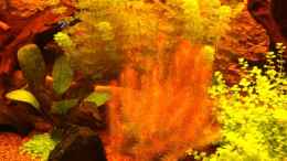 aquarium-von-daniel-o--becken-16618_