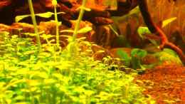 aquarium-von-daniel-o--becken-16618_