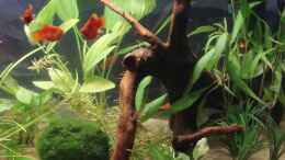 aquarium-von-mitch22-platy-station_