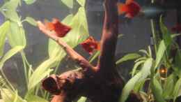 aquarium-von-mitch22-platy-station_