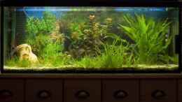 aquarium-von-alexander-blank-alex--steffis-erstesbecken_