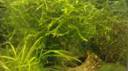 aquarium-von-manala-becken-16732_Unterwasserpalme 23.03.2011