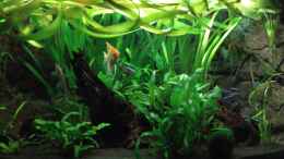 aquarium-von-manala-becken-16752_24.11.2011 (mit neuem Kies)