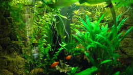 aquarium-von-manala-becken-16752_17.08.2010