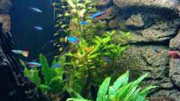 aquarium-von-manala-becken-16752_