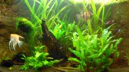 aquarium-von-manala-becken-16752_07.08.2012