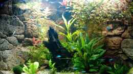 aquarium-von-manala-becken-16752_23.04.2010