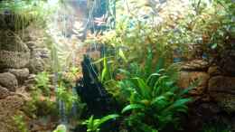 aquarium-von-manala-becken-16752_17.05.2010