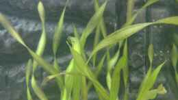 aquarium-von-tiburon-suedostasien-indien-105l-nur-noch-beispiel_Vallisneria var. Curly (Schraubenvalisnerie)