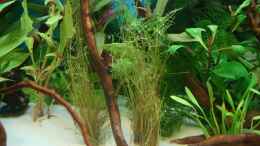 aquarium-von-hunterkoile-suedamerika-becken_Eleocharis Vivipara