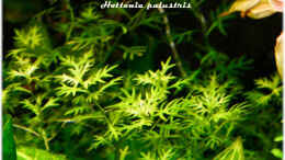 aquarium-von-ralf64-becken-16885_Hottonia palustris