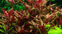 aquarium-von-ralf64-becken-16885_Alternanthera r.