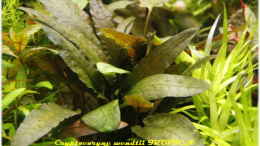 aquarium-von-ralf64-becken-16885_Cryptocoryne wendtii