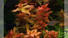 aquarium-von-ralf64-becken-16885_Rotala macrandra