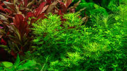 aquarium-von-ralf64-becken-16885_Hottonia palustris