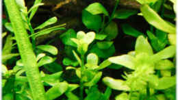 aquarium-von-ralf64-becken-16885_Bacopa monnieri