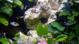 aquarium-von-kimberly-l-becken-16890_