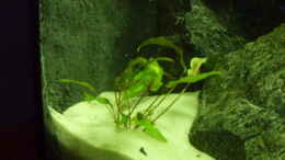 aquarium-von-debouwer-der-gruene-tanganjikasee_Cryptocoryne wendtii 