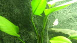 aquarium-von-debouwer-der-gruene-tanganjikasee_Anubias gracilis