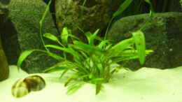 aquarium-von-debouwer-der-gruene-tanganjikasee_Cryptocoryne willisii 