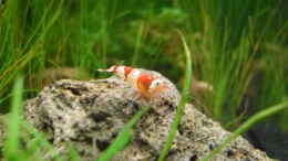 Foto mit 4.5.2010  Caridina cf.  cantonensis Crystal Red