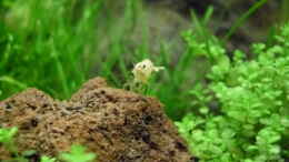 Foto mit 4.5.2010  Caridina cf. cantonensis  Snow White