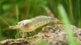 Foto mit 4.5.2010  Caridina cf. cantonensis  Snow White