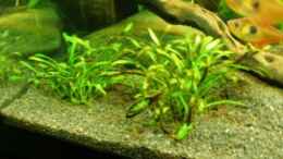 aquarium-von-madness1-0-eheim-mp-nur-noch-als-beispiel_CryptoCoryne Wendtii