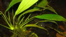 aquarium-von-misanthrop-nigerianischer-schwarzwasserfluss_Anubias congensis