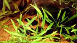 aquarium-von-die-perle----naturaquarium--nur-noch-als-beispiel-_Cryptocoryne parva