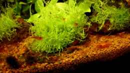 aquarium-von-die-perle----naturaquarium--nur-noch-als-beispiel-_Utricularia Graminifolia