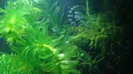 aquarium-von-markus96-my-first-aq_Egeria canadensis