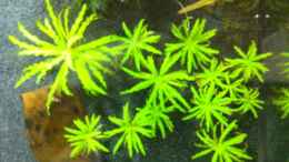 aquarium-von-markus96-my-first-aq_Pogostemon helferi 