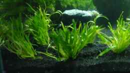 aquarium-von-markus96-my-first-aq_Lilaeopsis brasiliensis 