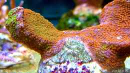 aquarium-von--uschi-redseareef_Montipora Rainbow