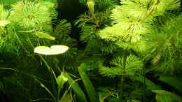 aquarium-von-arely-green_