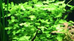 aquarium-von-olli-n--werneris-wilde-welt_Bacopa australis