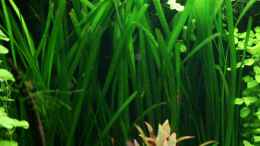 aquarium-von-olli-n--werneris-wilde-welt_Vallisneria spiralis