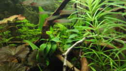 aquarium-von-maguma-becken-17137_Mai 2010