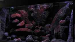 aquarium-von-laey-black-rock_aktuelles bild(12.06.11)