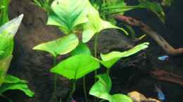 aquarium-von-marco-b--somewhere-else_Anubias hastifolia