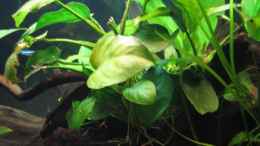 aquarium-von-marco-b--somewhere-else_Anubias barteri 1