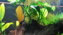 aquarium-von-marco-b--somewhere-else_Anubias barteri 2