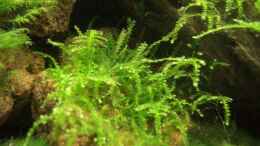 aquarium-von-arne-nelenbecken_China-moos - Vesicularia spec. sinensis `China`